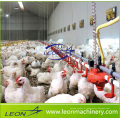 Système d&#39;alimentation semi-automatique pour poulets de chair série Leon pour ferme avicole